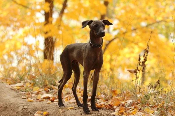 Cão-cinzento italiano em pé na floresta — Fotografia de Stock