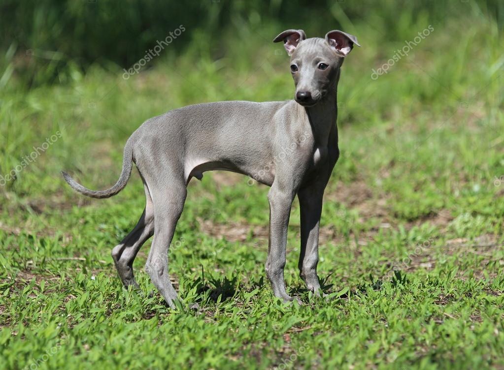 italiaanse windhond in het gras — stockfoto © podolsky #114350900