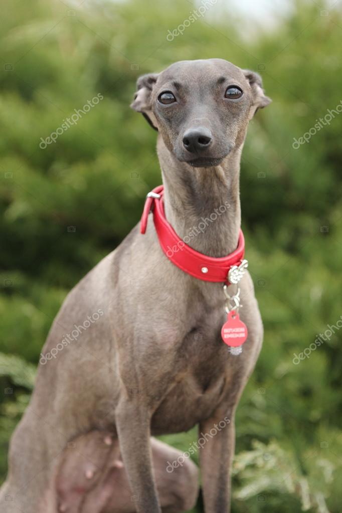 italiaanse windhond in het gras — stockfoto © podolsky #114352176