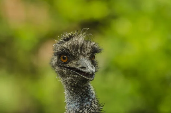 Ostrich head closeup Stock Picture