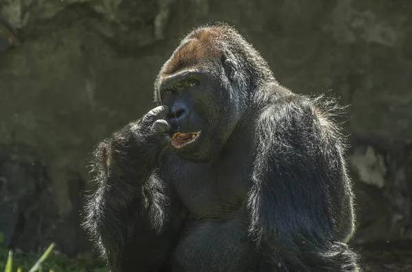 Gorila de prata de volta — Fotografia de Stock