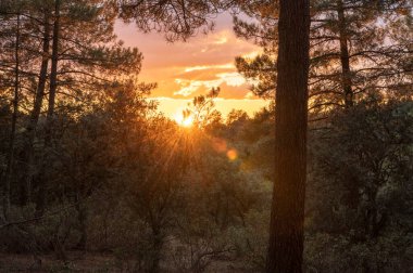 Günbatımında Segovia eyaletinin çam ormanları (İspanya)