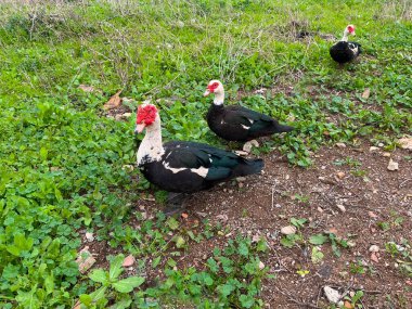Sivri uçlu ördekler yeşil çimlerde ve toprakta yemek ararlar, kırmızı yüz karamaları sergilerler.