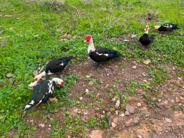 Yeşil çimlerle beslenen bir grup misk ördeği ve açık alan.
