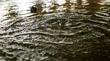 Su birikintisinde büyük yağmur damlaları. Ağır çekimde su sıçraması. Şiddetli yağmur inanılmaz damlalar ve bol miktarda su yaratır. Terli bir binada terlemek..