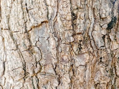 Ağaç kabuğu dokusunu ahşap arka plan olarak kapat. Kahverengi ağaç kabuğu.
