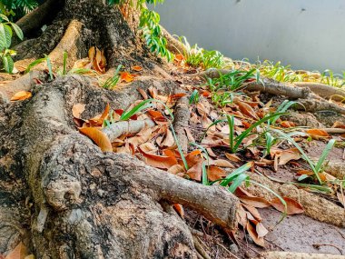 Eski ağaç kökleri yere yayılıyor. Doğada çeşitli şekiller. Güzel bir arkaplan.