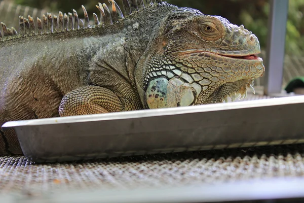 Yeşil iguana bir domates yiyor