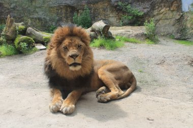 Aslan güneşte yatıyor