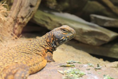 Bazı otlar (Uromastyx geyri dikenli kuyruklu Kertenkele yiyen)
