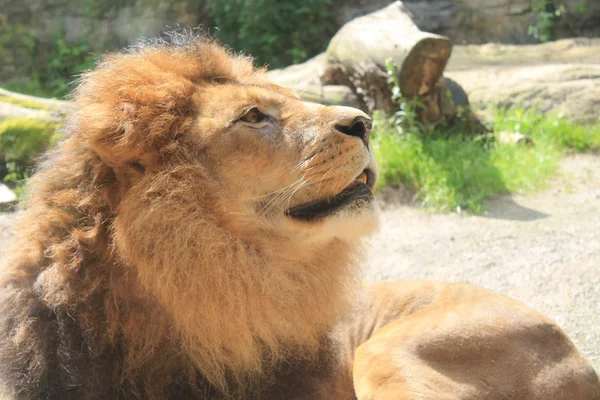  Güneşin altında yatan aslan / Leo bakar