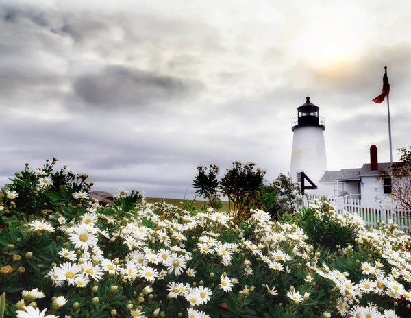 Ein Leuchtturm Ufer Inmitten Der Üppigen Blüte Weißer Gänseblümchen Maine — Stockfoto