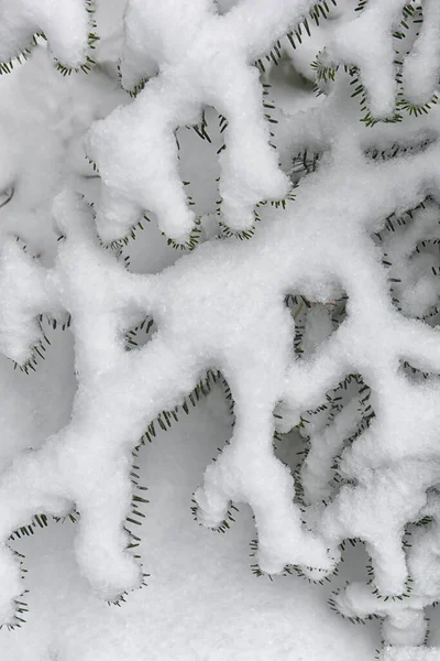 自然の冬の背景 雪と霜で覆われた針葉樹の枝 — ストック写真