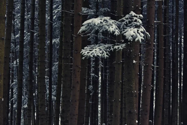 Branche Épinette Dans Neige Troncs Arbres Dans Forêt Fond Forestier — Photo