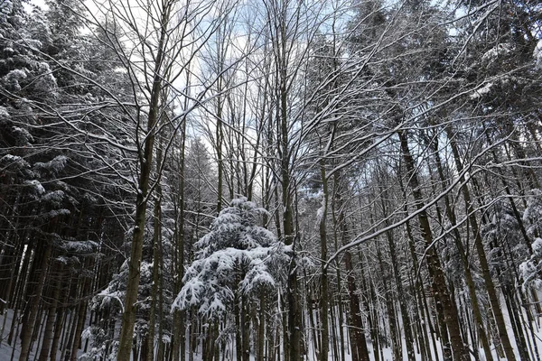 冬の風景 雪の冬の森 雪の中のモミの枝 — ストック写真