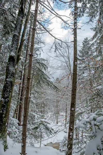 Winter Landscape Snowy Winter Forest Fir Branches Snow — Stock Photo, Image