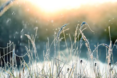 Nehirde dondurucu sisli bir sabah. Güneş ışığında uçuşan buzlu çimenler ve kar taneleri. Seçici yumuşak odak.
