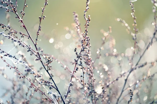 霜の中で繊細な透かし彫りの花 優しくライラックの霜の多い自然の冬の背景 新鮮な空気の中で美しい冬の朝 ソフトフォーカス — ストック写真