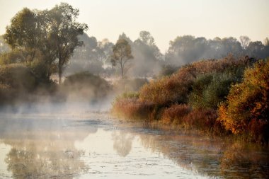 Nehir kenarında sisli bir sonbahar sabahı. Çimenler kıyı şeridi ve örümcek ağlarıyla kaplıydı. yumuşak seçim odağı.