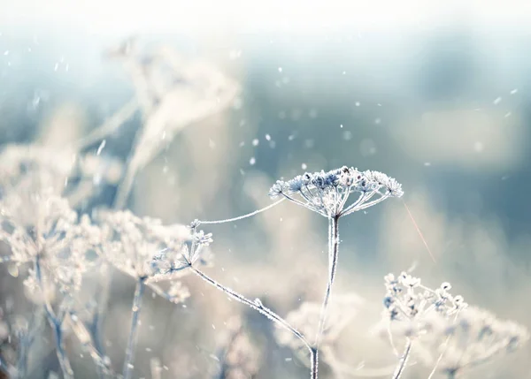 自然の背景に輝く霜の中で繊細な色と雪の結晶が最初に霜に落ちます 非常に優しい選択的フォーカス 冬の魔法 — ストック写真
