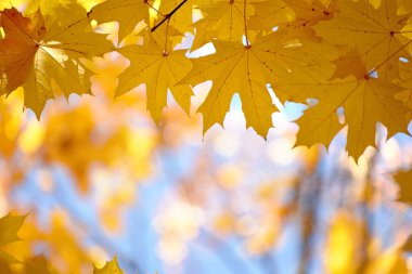 Sonbahar sarı akçaağaç yaprakları bulanık orman arka planında, çok sığ bir odak noktası. Sonbahar parkında renkli yapraklar. Sonbahar teması için mükemmel bir arka plan. 