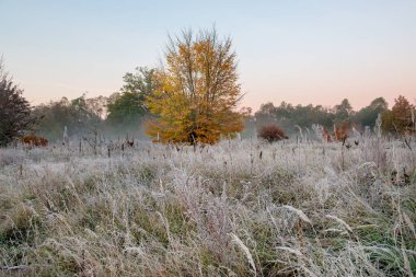 Taze soğuk sonbahar sabahı. Sahada buzlu çimenler ve sis var. Güzel sonbahar manzarası