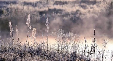 Sisli bir gölün kıyısında, örümcek ağlarında kurumuş çiçekler ve don..