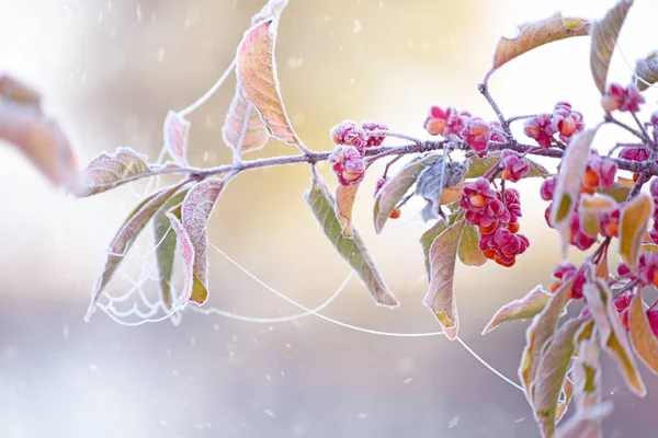 Ветви Ягодами Покрытые Игристым Льдом Первый Мороз Поздней Осенью Селективный — стоковое фото