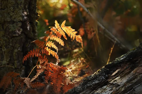 秋の森の中の紅葉 暗い写真のクローズアップ 選択的集中力が — ストック写真