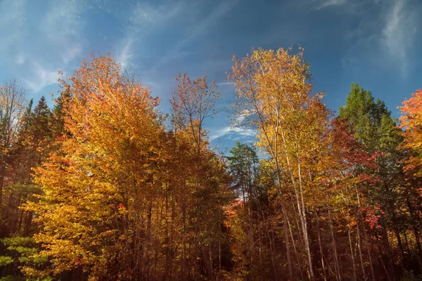青い空に対してカラフルな秋の森 秋の晴れた日の多色の木 — ストック写真