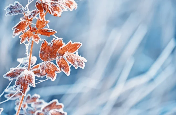 黄叶灌木的分枝 被冻土晶体覆盖在干草的天然背景上 有选择性的软重点 秋末或冬季的头几天 一个寒冷的早晨 — 图库照片