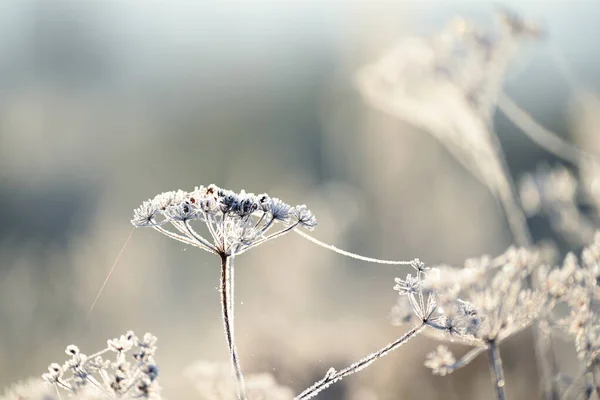 霜の中で繊細な透かし彫りの花 優しくライラックの霜の多い自然の冬の背景 新鮮な空気の中で美しい冬の朝 ソフトフォーカス — ストック写真