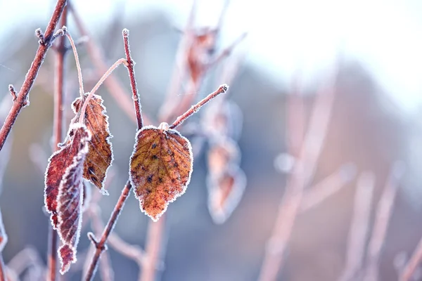 Žlutý Poslední List Větvi Lese Pokryté Ledem Sněhem Podzimní Transport — Stock fotografie