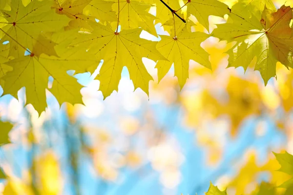 Feuilles Érable Jaune Automne Sur Fond Forêt Floue Mise Point — Photo