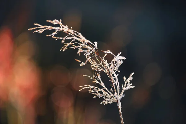 Picos Grama Hoarfrost Espumante Contra Fundo Folhas Outono Brilhantes Foco — Fotografia de Stock