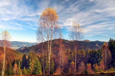 Güneşli bir günde sonbahar dağı manzarası. Dağların manzarası ve kozalaklı ormandaki parlak sarı ağaçlar..