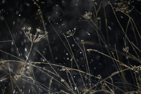 Dry Flowers Grass Hoarfrost Dark Natural Background Frosty Autumn Morning — Stock Photo, Image