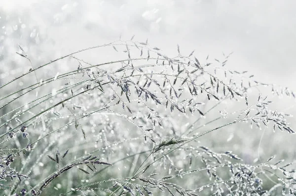 Grasohren Glitzernden Regentropfen Natürlicher Silbergrauer Natürlicher Hintergrund Selektiver Fokus — Stockfoto