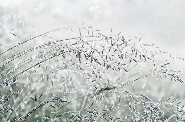 闪闪发光的雨滴中的草穗 天然银灰色天然背景 选择性重点 — 图库照片