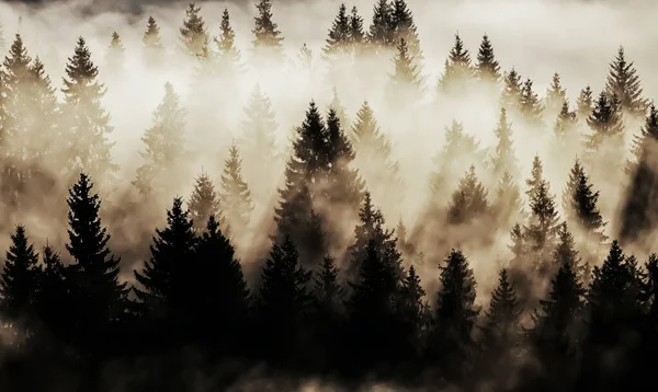 白い霧の中でモミの木の暗いシルエット ヴィンテージヒップスタースタイル 神秘的な霧と食べました — ストック写真