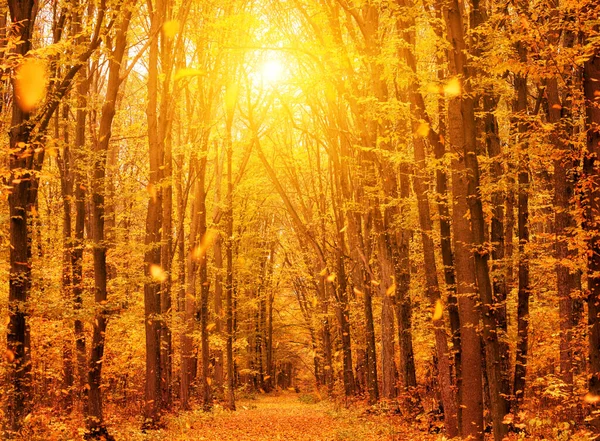 Heldere Gele Herfst Het Bos Een Steegje Het Bos Bezaaid — Stockfoto