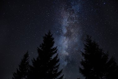 Yıldızlı gökyüzü ve Samanyolu 'nun arka planında dev bir köknar ağacının siluetleri. Gece fotoğrafı..