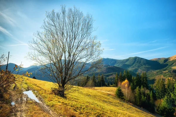 Gyönyörű Őszi Hegyi Táj Kora Reggel Első Fagy Tisztáson Erdő — Stock Fotó
