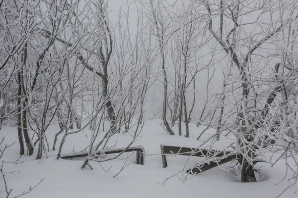 Kış Manzarası Buz Kaplı Ağaç Gövdeleri Karla Kaplı Kapılar Kış — Stok fotoğraf