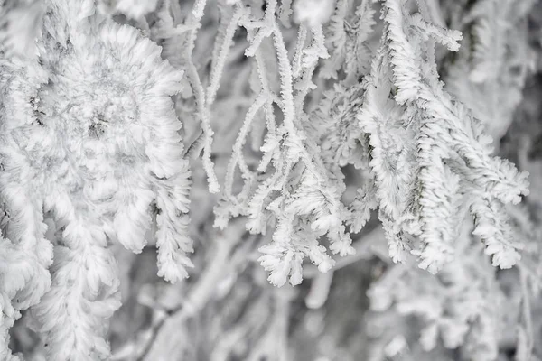 Durchbrochene Fichtenzweige Bei Weißem Frost — Stockfoto