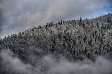 Dağların kış manzarası sisli beyaz buzlarla kaplı ormanla kaplı..