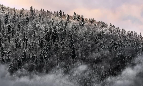 Winter Ansicht Der Berge Mit Wald Weißem Frost Nebel Überwachsen — Stockfoto