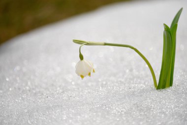 İlk bahar çiçekleri, tamlo sülfürlü kardaki hassas beyaz kardamlalarıdır. Yumuşak seçici odak