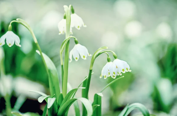 Primi Fiori Primaverili Sono Delicati Bucaneve Bianchi Concentrazione Selettiva Morbida — Foto Stock