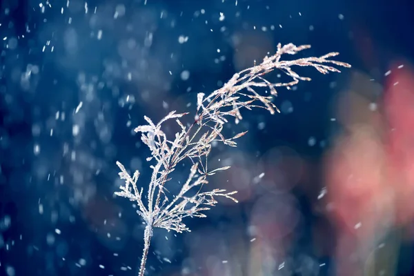 覆盖着霜冻和雪花的柔嫩的小穗 — 图库照片